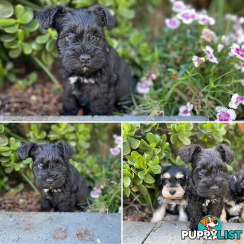 Purebred Miniature Schnauzers &amp;amp; Purebred Shih Tzu’s