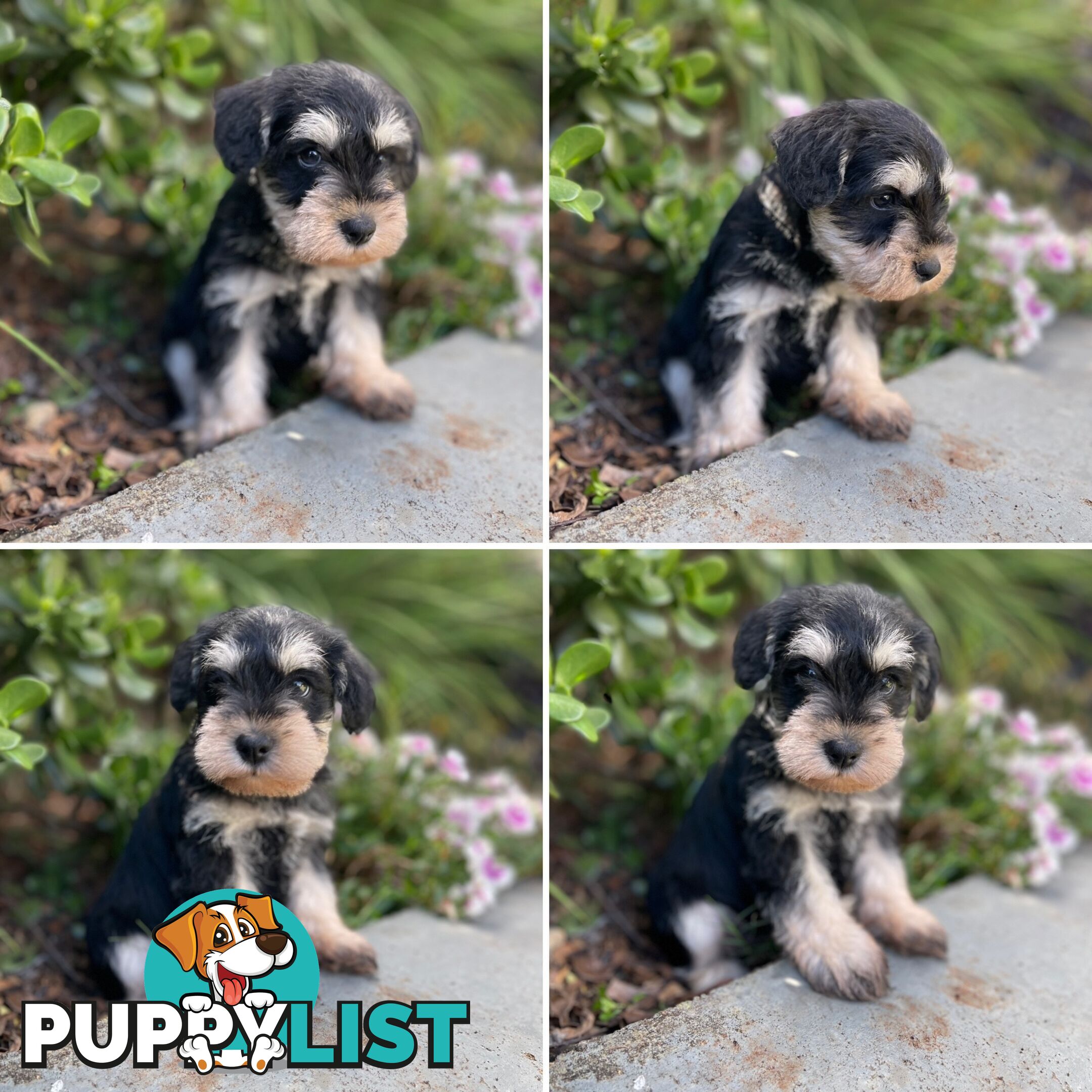 Purebred Miniature Schnauzers &amp;amp; Purebred Shih Tzu’s