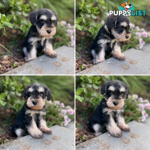 Purebred Miniature Schnauzers &amp;amp; Purebred Shih Tzu’s