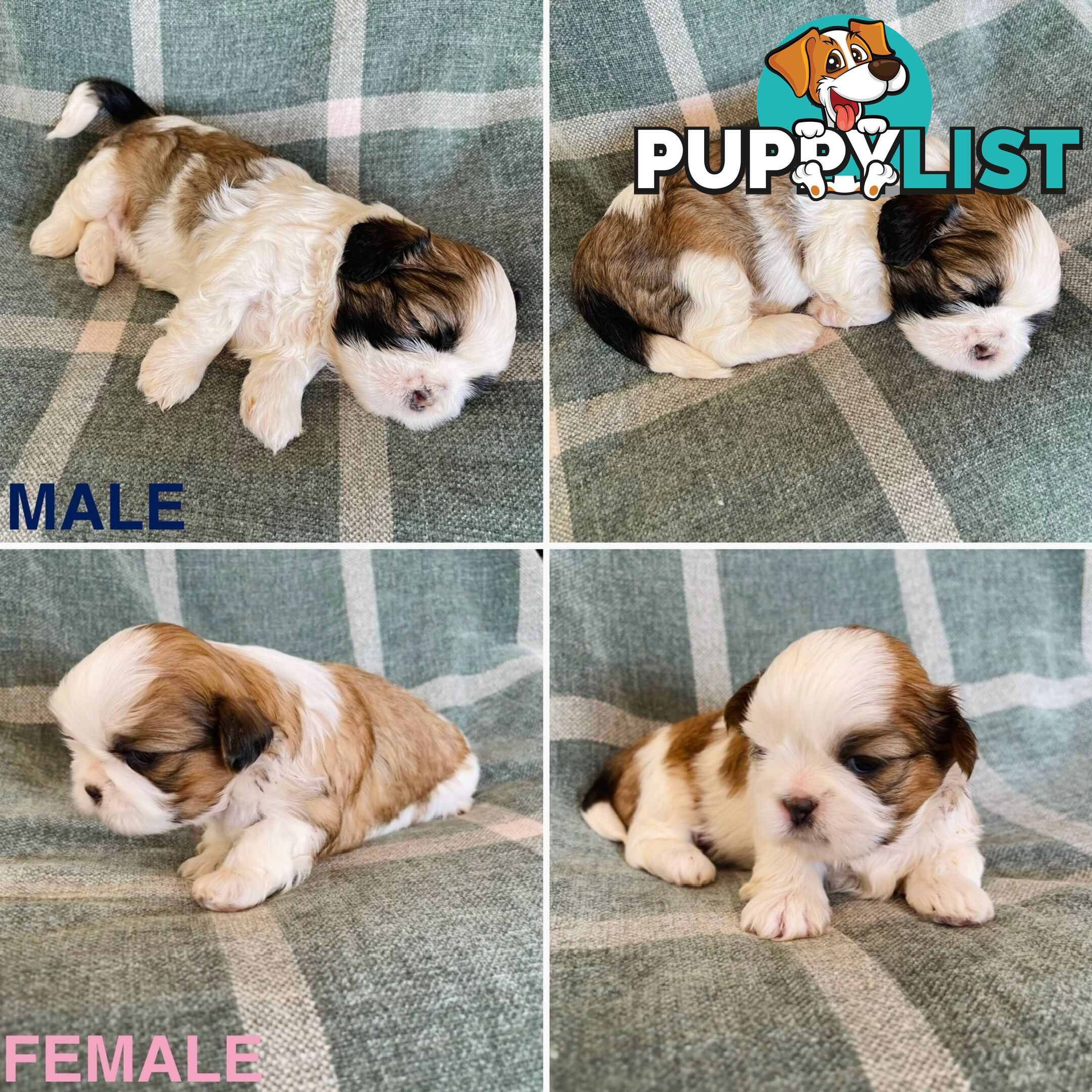 Purebred Miniature Schnauzers &amp;amp; Purebred Shih Tzu’s