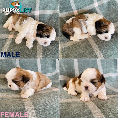 Purebred Miniature Schnauzers &amp;amp; Purebred Shih Tzu’s