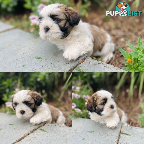 Purebred Miniature Schnauzers