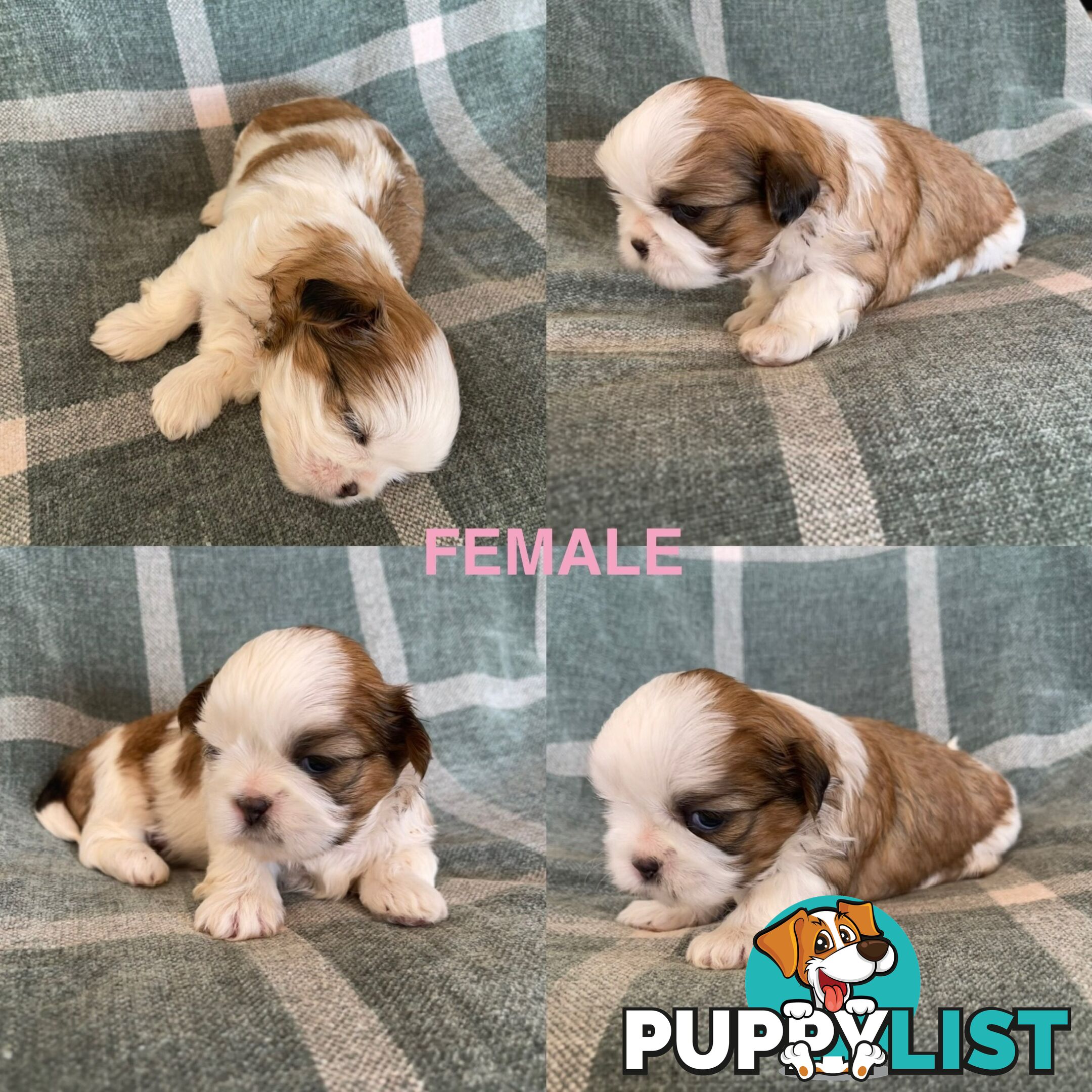 Purebred Miniature Schnauzers &amp;amp; Purebred Shih Tzu’s