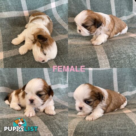 Purebred Miniature Schnauzers &amp;amp; Purebred Shih Tzu’s