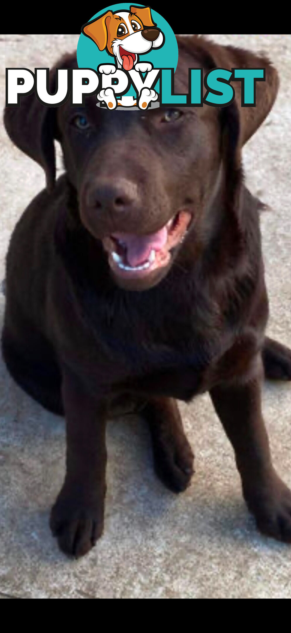 Labrador puppies (purebred)