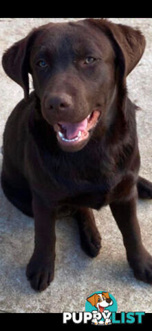 Labrador puppies (purebred)