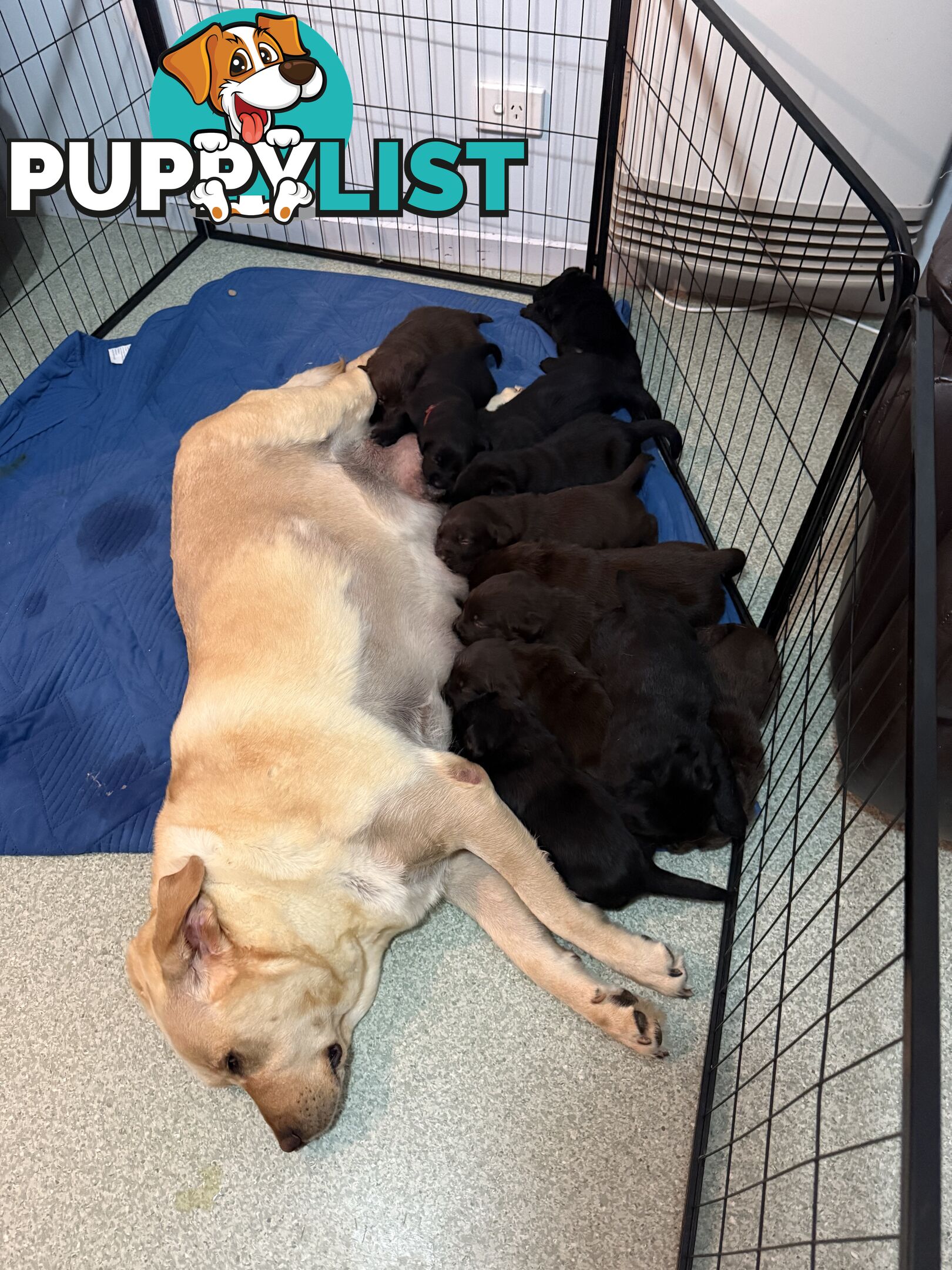 Labrador puppies (purebred)