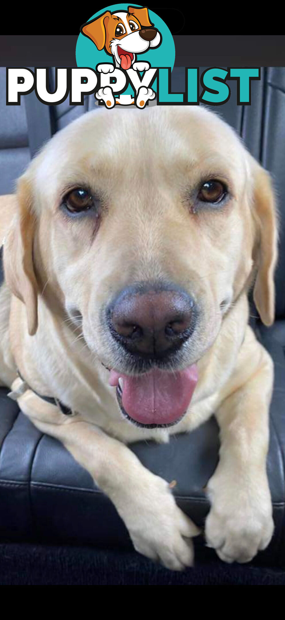 Labrador puppies (purebred)