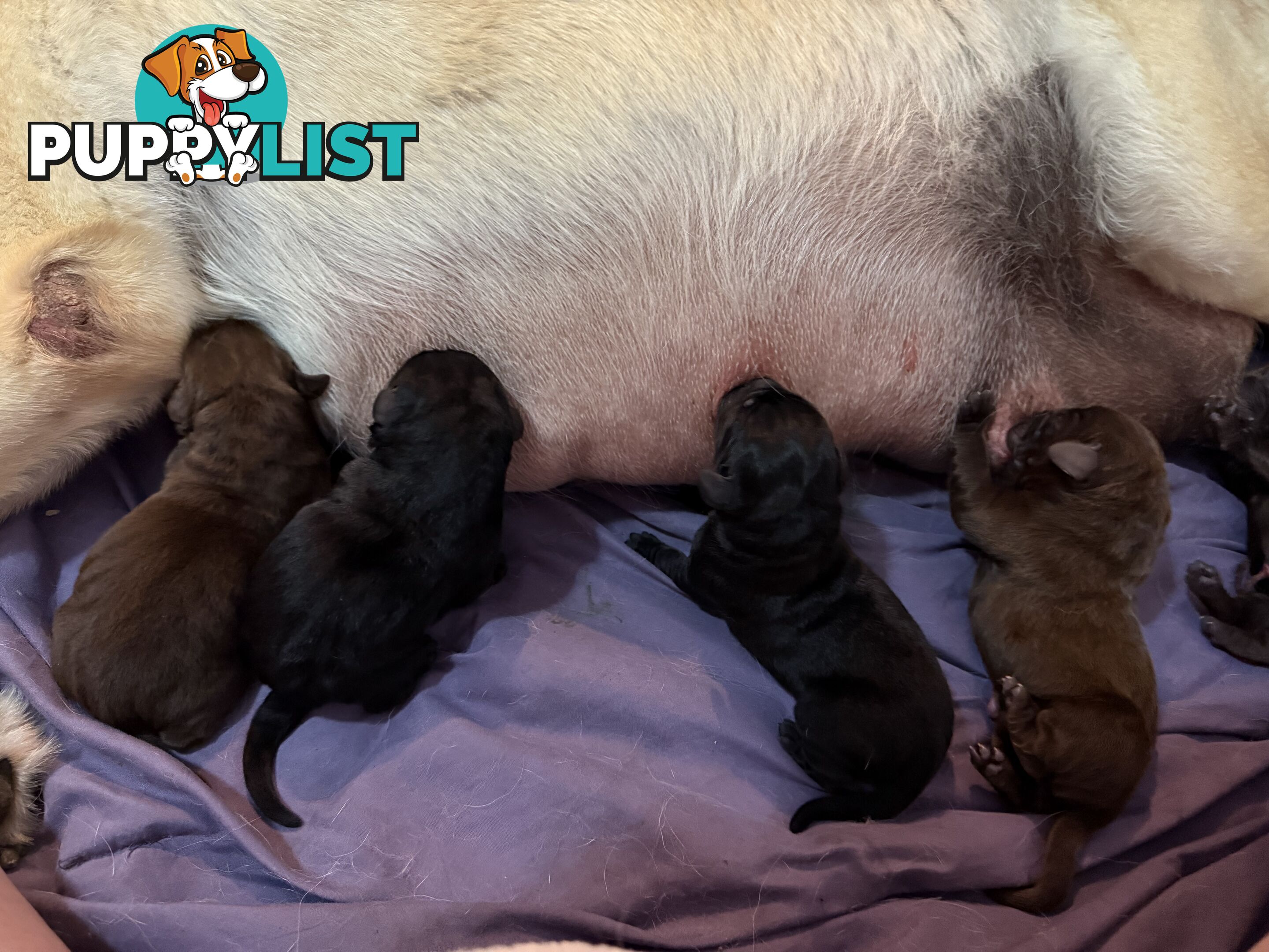 Labrador puppies (purebred)