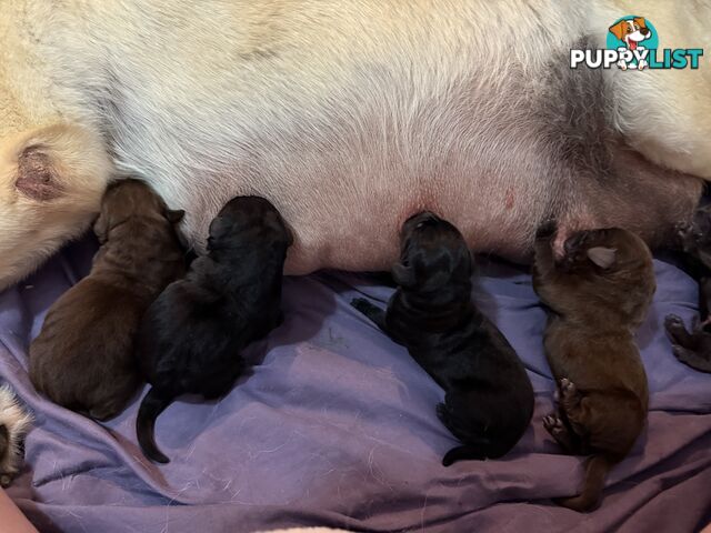 Labrador puppies (purebred)