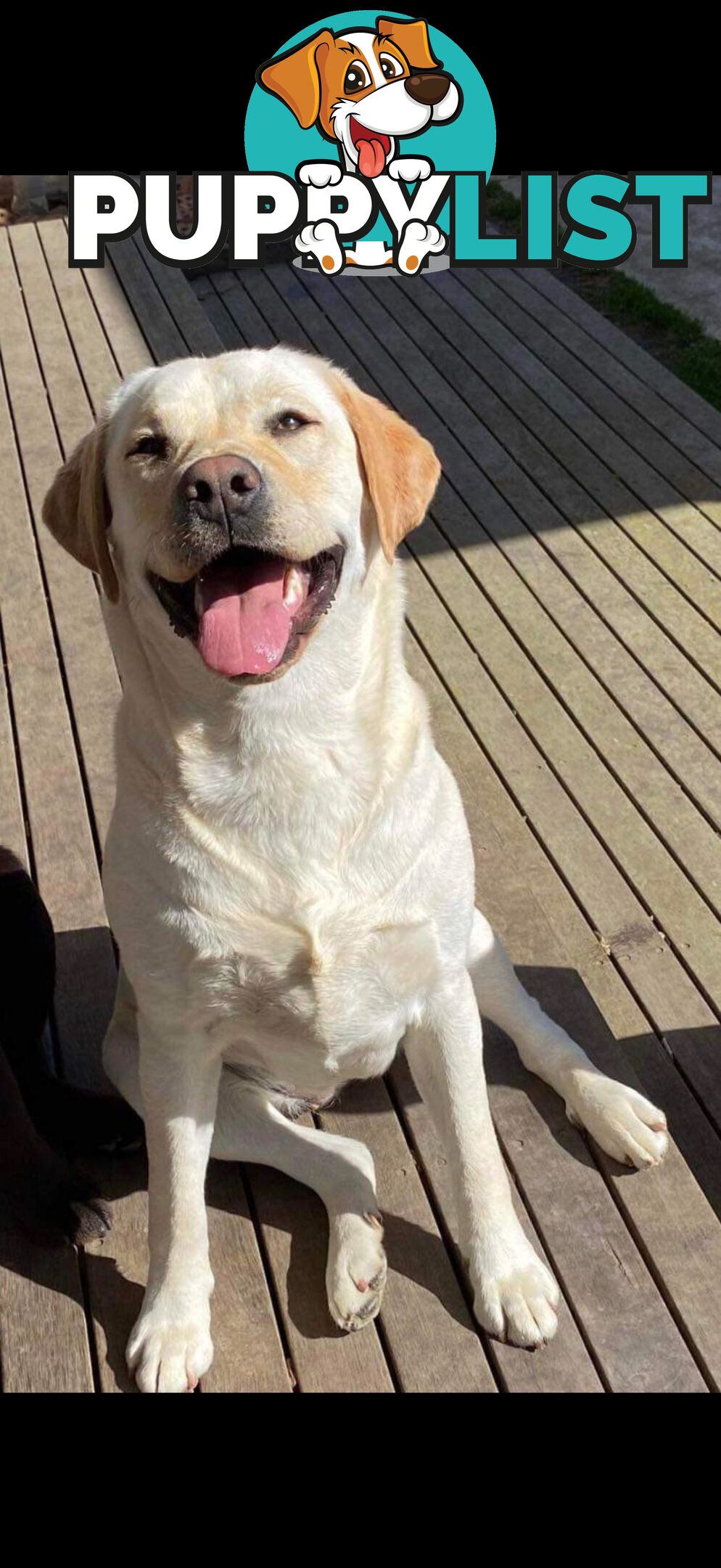Labrador puppies (purebred)