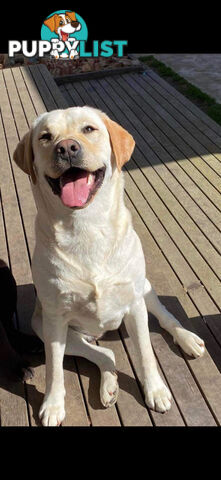 Labrador puppies (purebred)