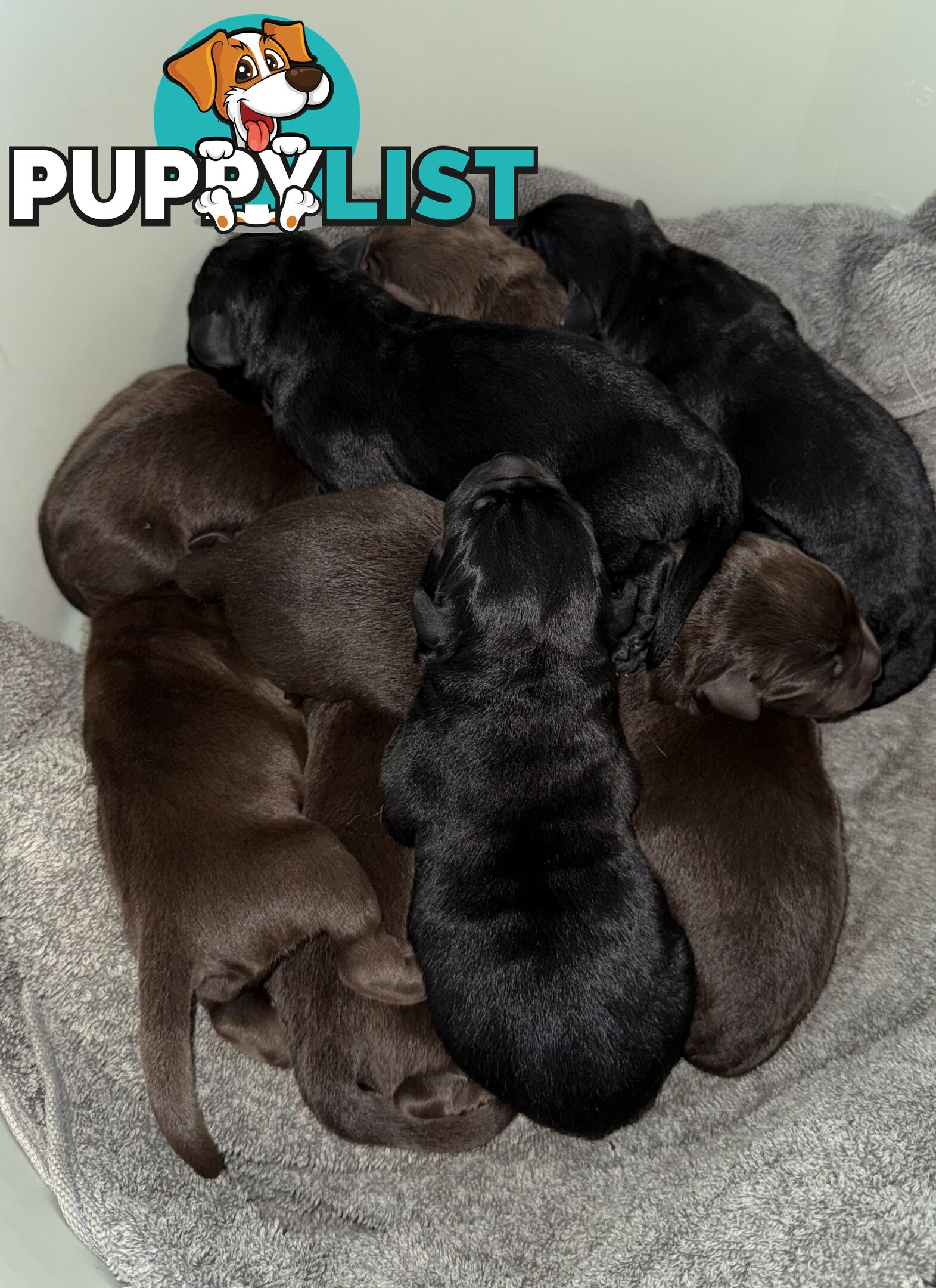 Labrador puppies (purebred)
