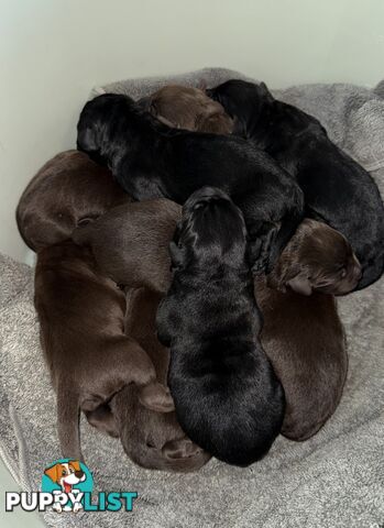 Labrador puppies (purebred)