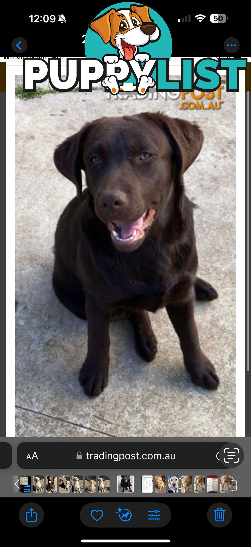 Labrador puppies (purebred)