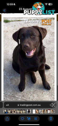 Labrador puppies (purebred)