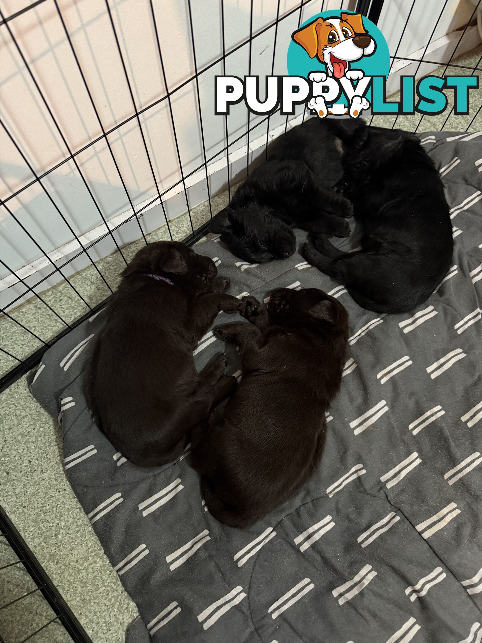 Labrador puppies (purebred)