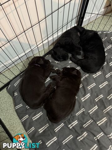 Labrador puppies (purebred)