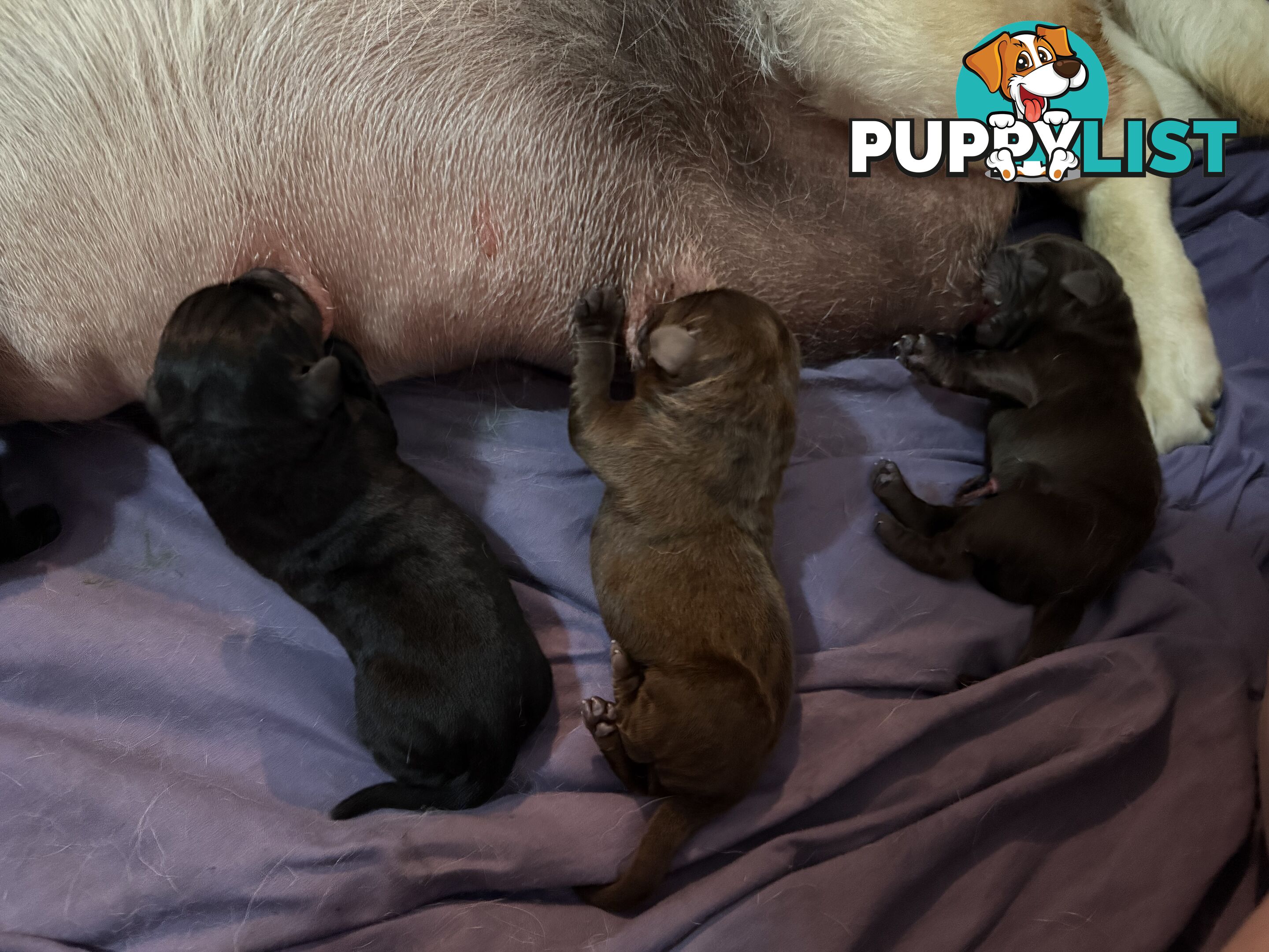 Labrador puppies (purebred)