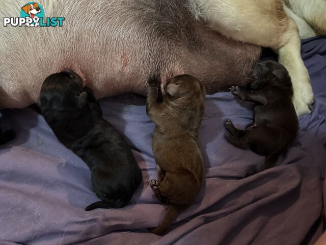 Labrador puppies (purebred)