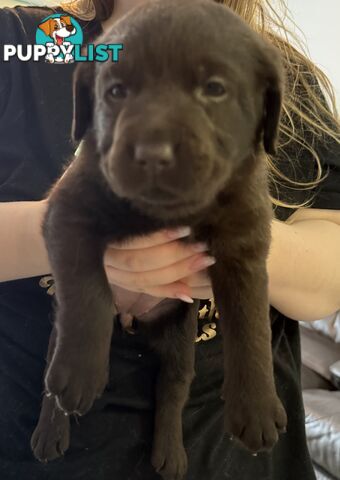 Labrador puppies (purebred)