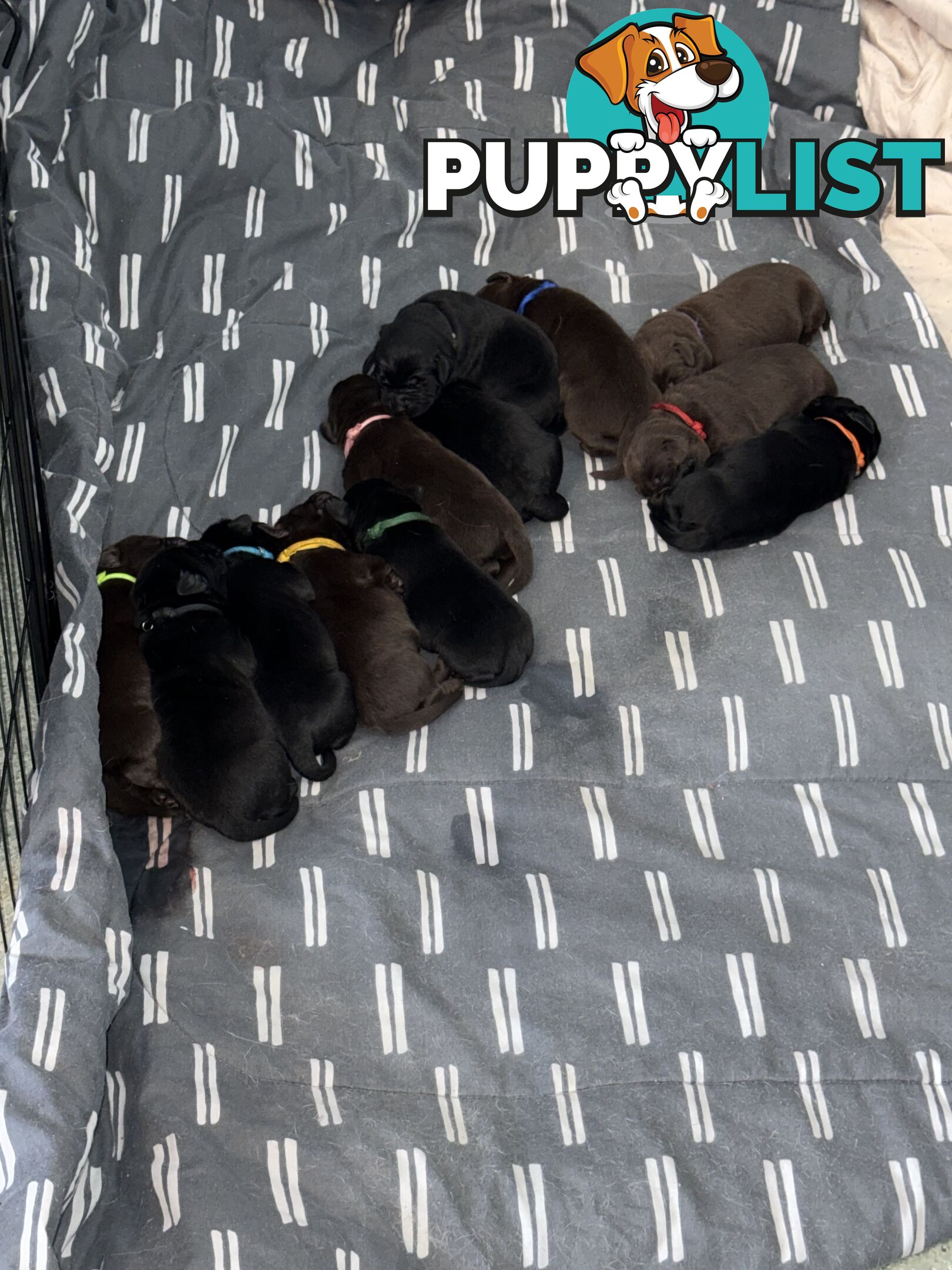 Labrador puppies (purebred)