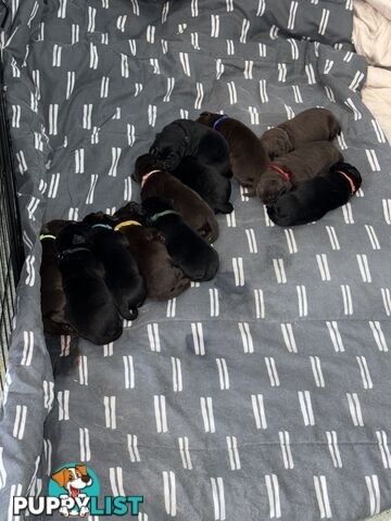Labrador puppies (purebred)