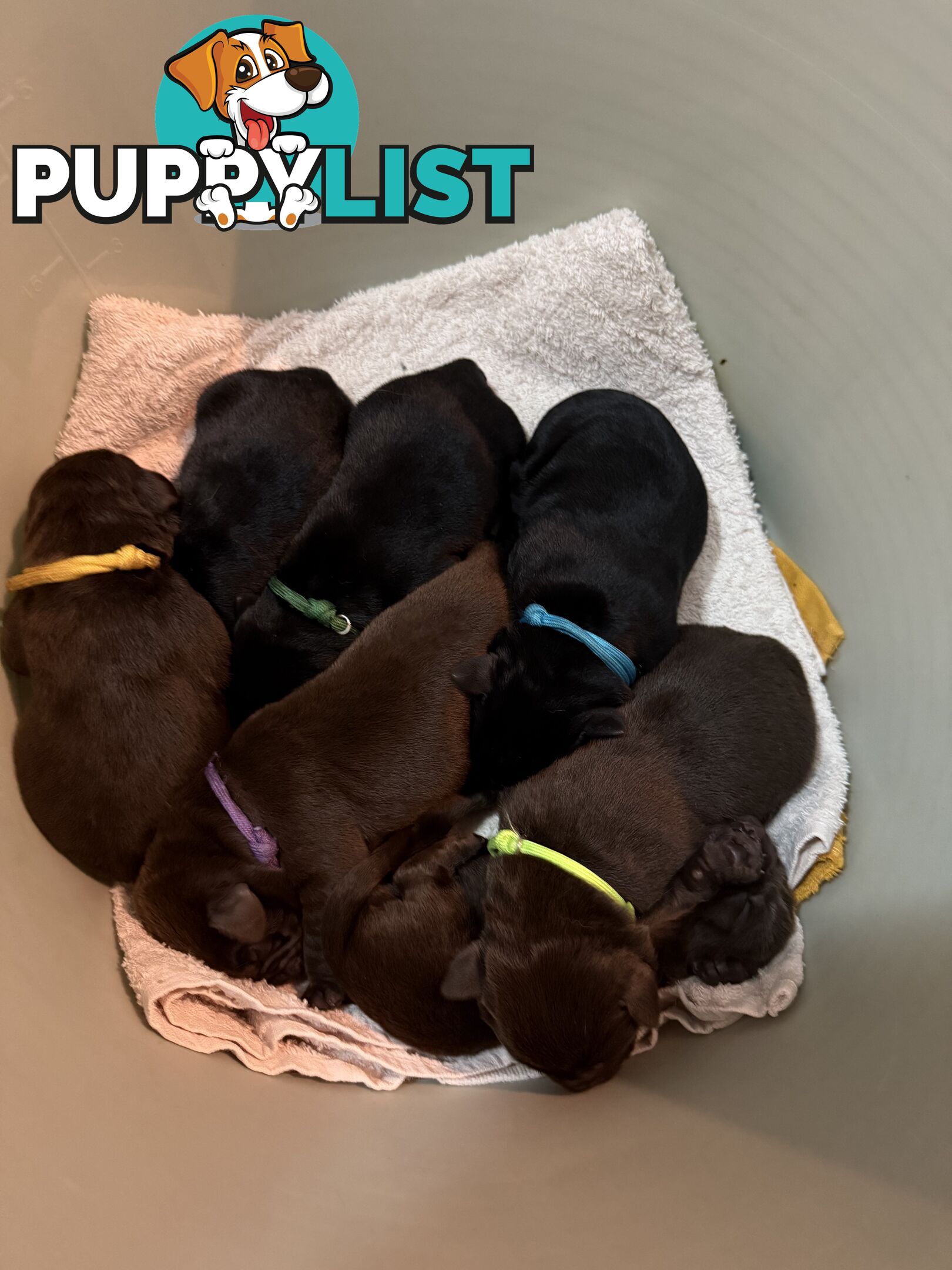 Labrador puppies (purebred)