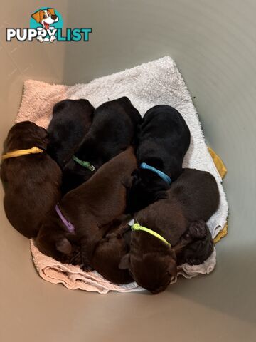 Labrador puppies (purebred)