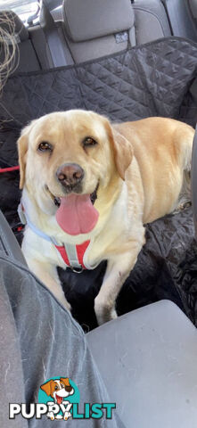 Labrador puppies (purebred)