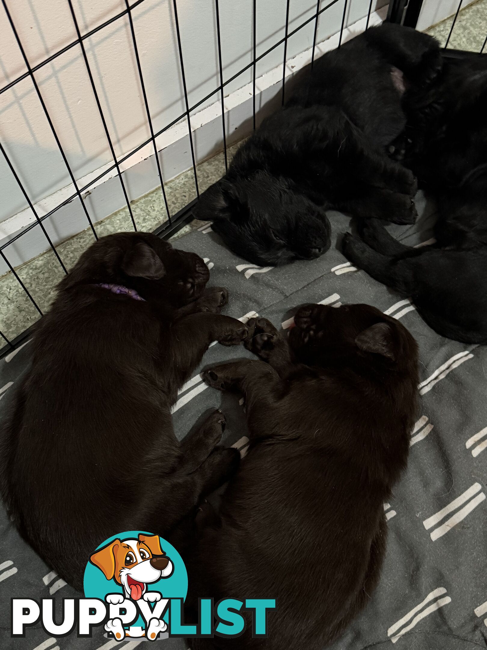 Labrador puppies (purebred)