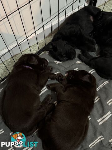 Labrador puppies (purebred)