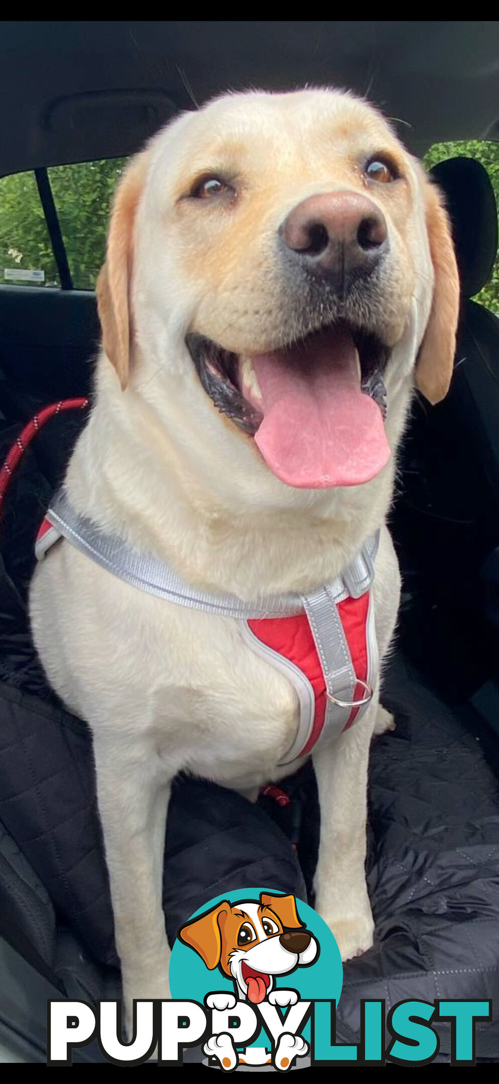 Labrador puppies (purebred)