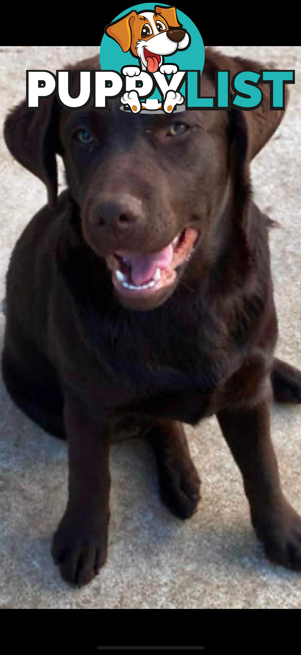 LABRADOR CHOCOLATE & BLACK (PUREBRED) PUPPIES FOR SALE