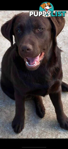 LABRADOR CHOCOLATE & BLACK (PUREBRED) PUPPIES FOR SALE