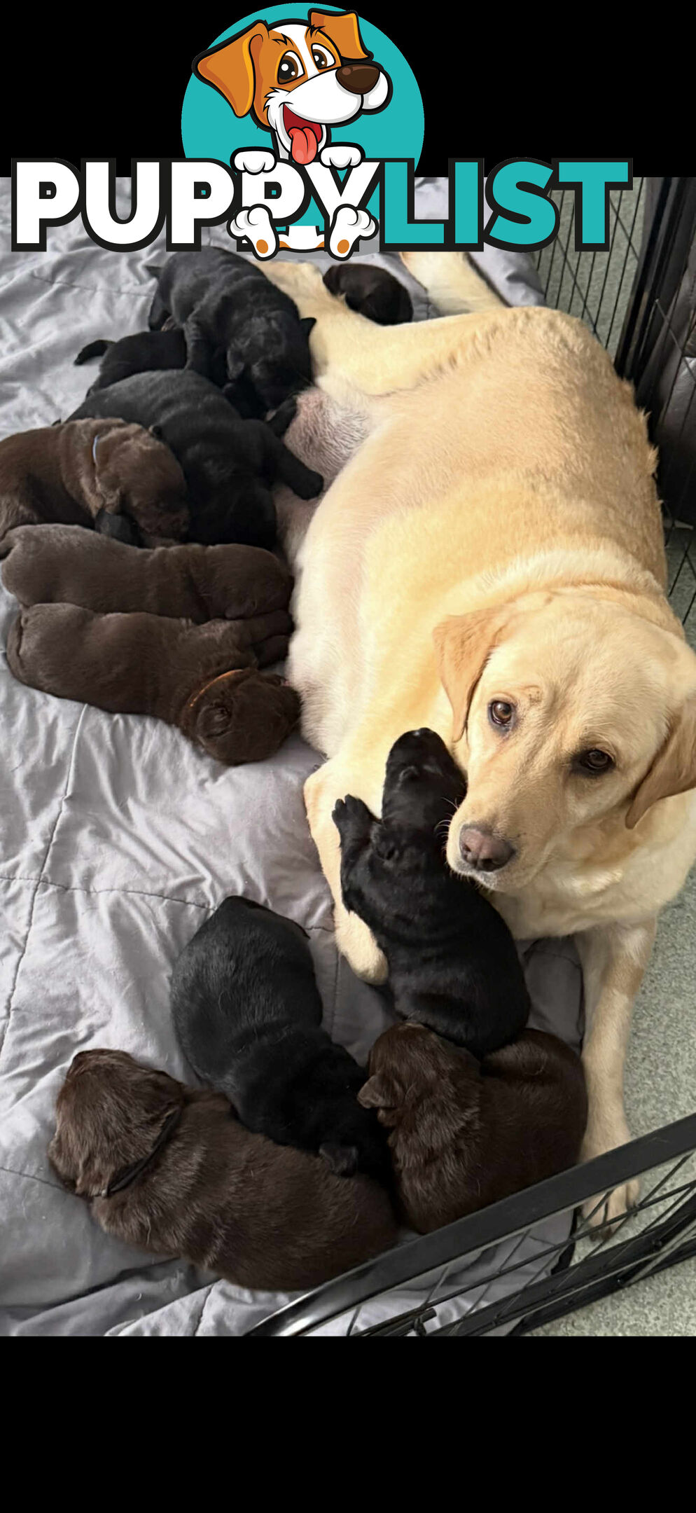 LABRADOR CHOCOLATE & BLACK (PUREBRED) PUPPIES FOR SALE