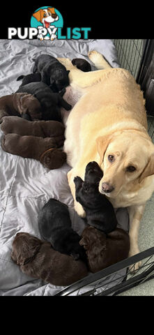 LABRADOR CHOCOLATE & BLACK (PUREBRED) PUPPIES FOR SALE