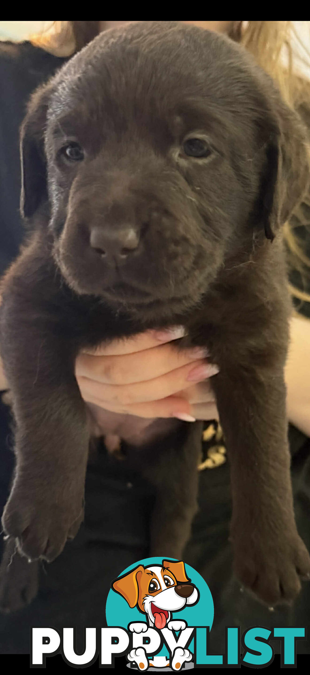 LABRADOR CHOCOLATE & BLACK (PUREBRED) PUPPIES FOR SALE