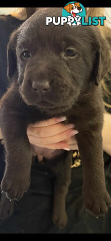 LABRADOR CHOCOLATE & BLACK (PUREBRED) PUPPIES FOR SALE