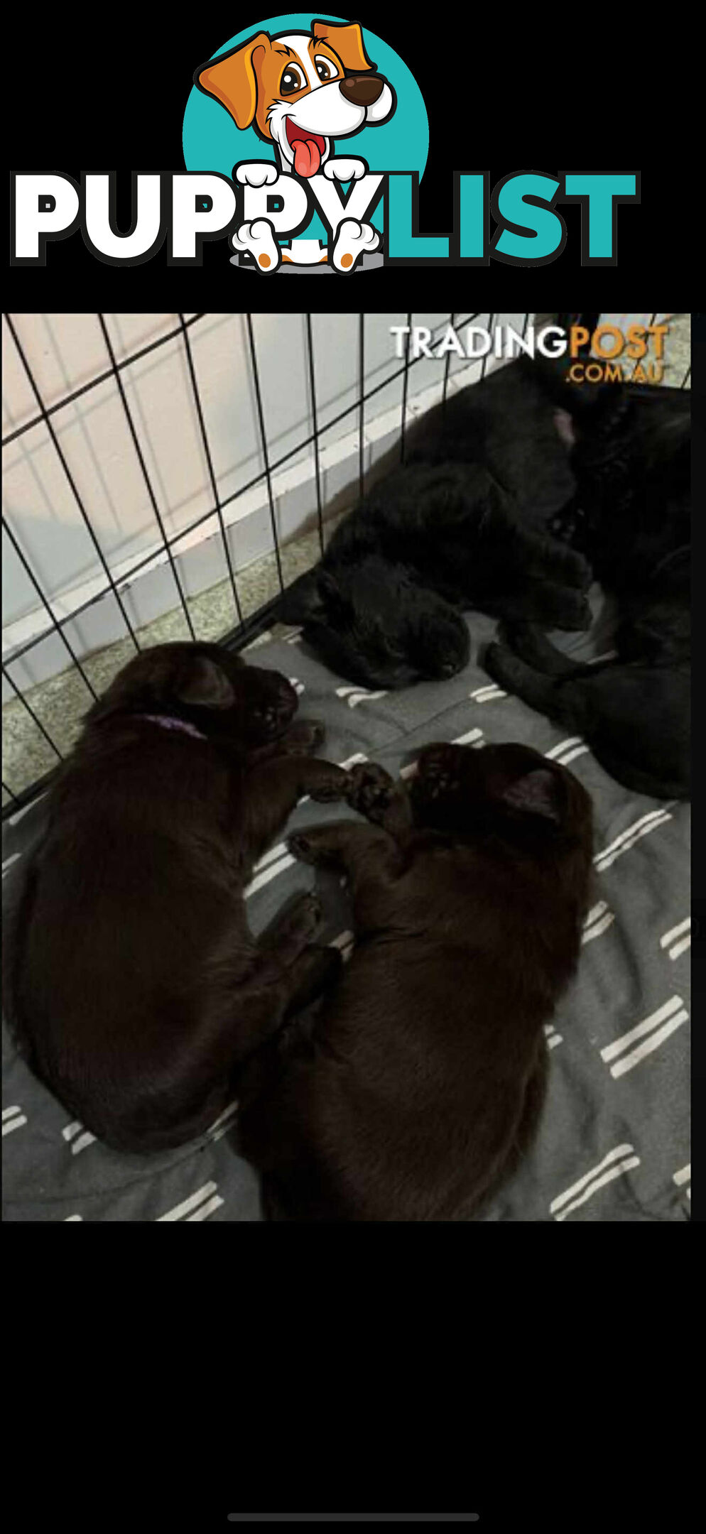 LABRADOR CHOCOLATE & BLACK (PUREBRED) PUPPIES FOR SALE