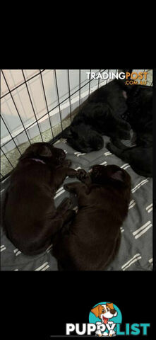 LABRADOR CHOCOLATE & BLACK (PUREBRED) PUPPIES FOR SALE
