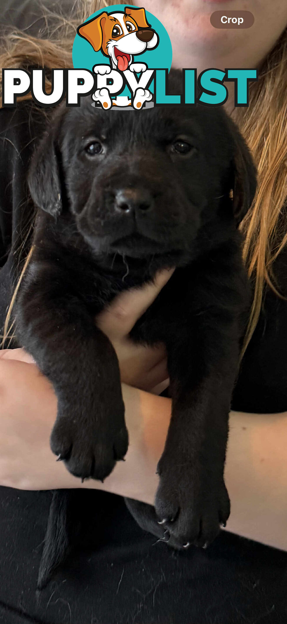 LABRADOR CHOCOLATE & BLACK (PUREBRED) PUPPIES FOR SALE