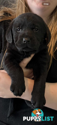 LABRADOR CHOCOLATE & BLACK (PUREBRED) PUPPIES FOR SALE
