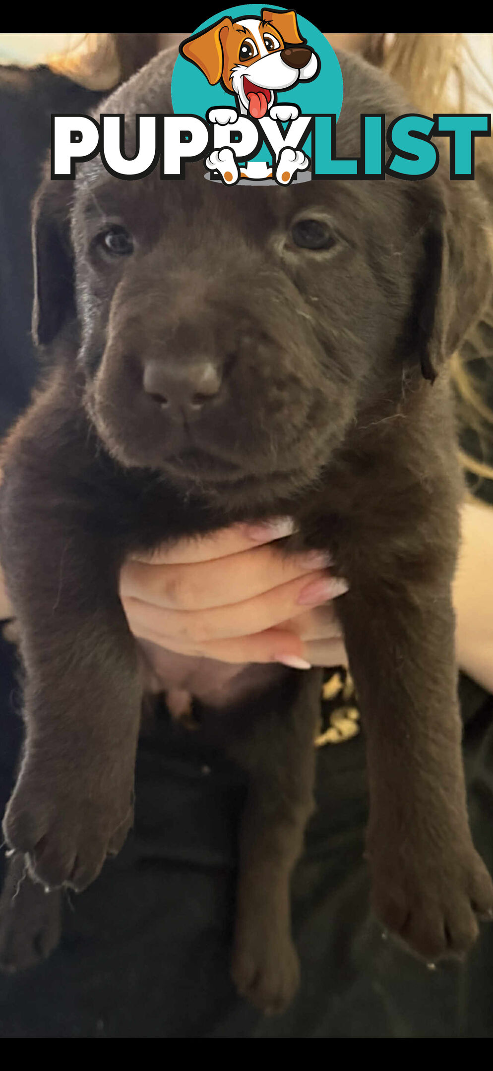 LABRADOR CHOCOLATE & BLACK (PUREBRED) PUPPIES FOR SALE