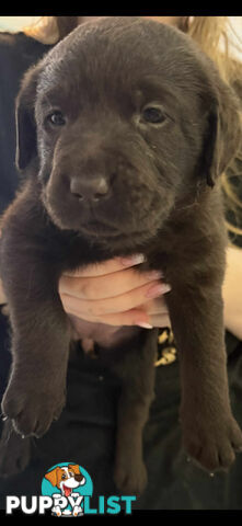LABRADOR CHOCOLATE & BLACK (PUREBRED) PUPPIES FOR SALE
