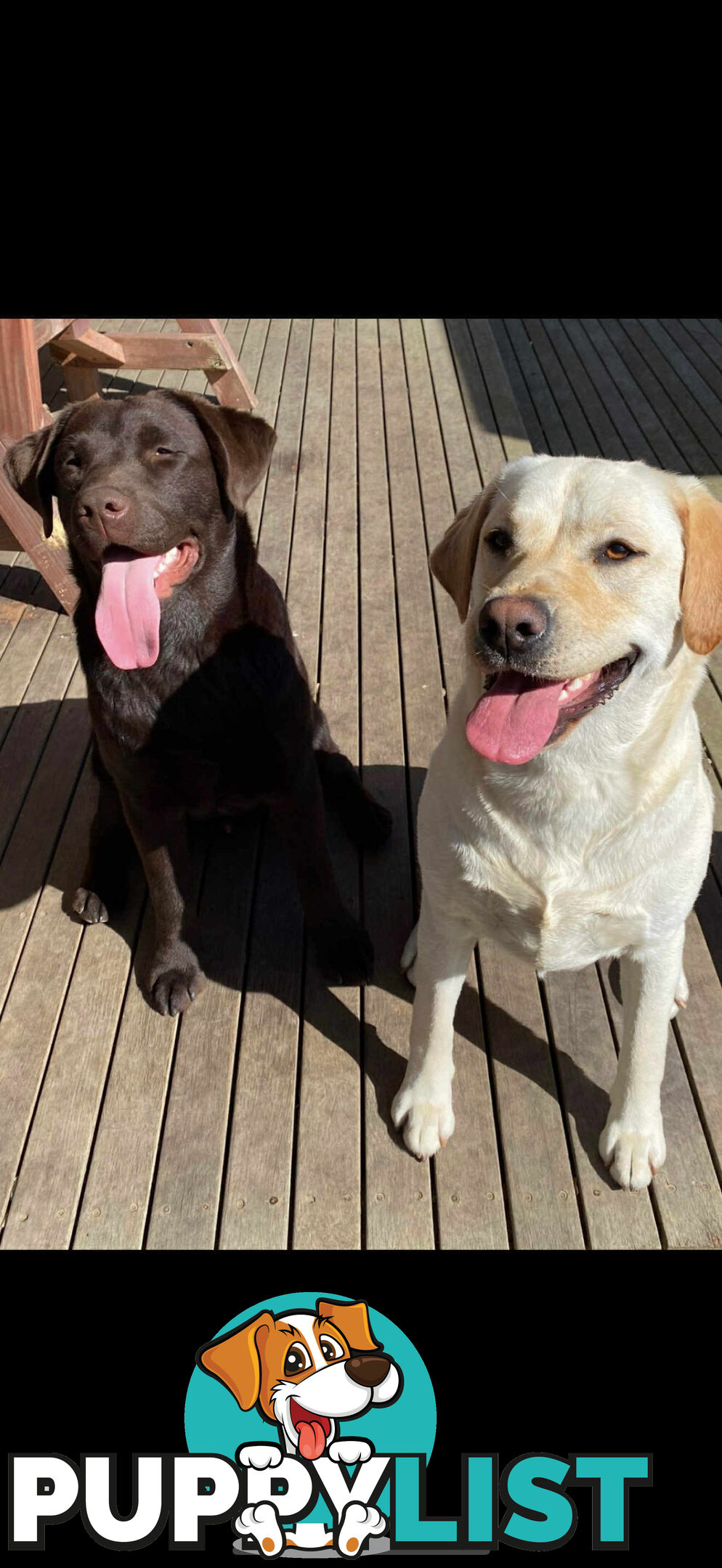 LABRADOR CHOCOLATE & BLACK (PUREBRED) PUPPIES FOR SALE