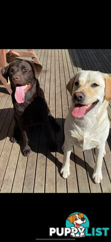 LABRADOR CHOCOLATE &amp;amp;BLACK (PUREBRED) PUPPIES FOR SALE