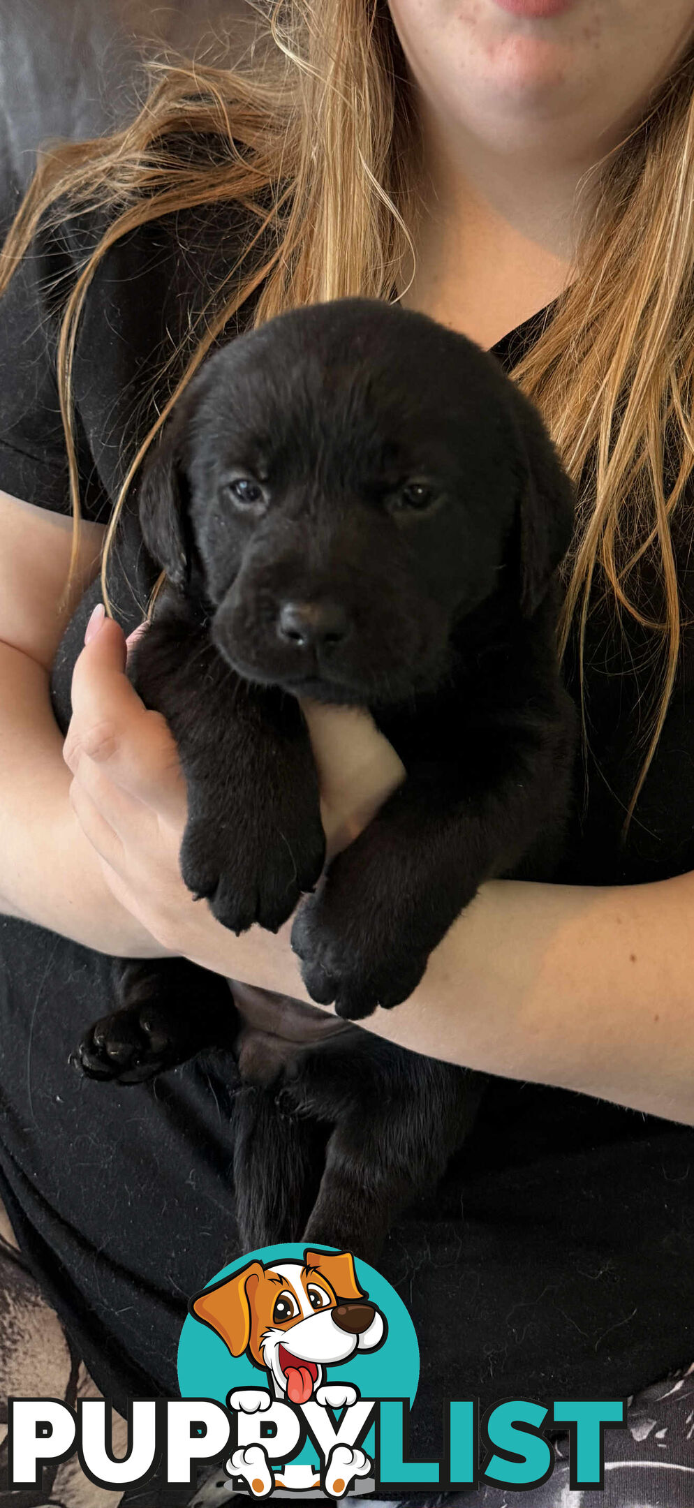 LABRADOR CHOCOLATE & BLACK (PUREBRED) PUPPIES FOR SALE