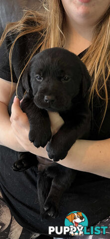 LABRADOR CHOCOLATE & BLACK (PUREBRED) PUPPIES FOR SALE