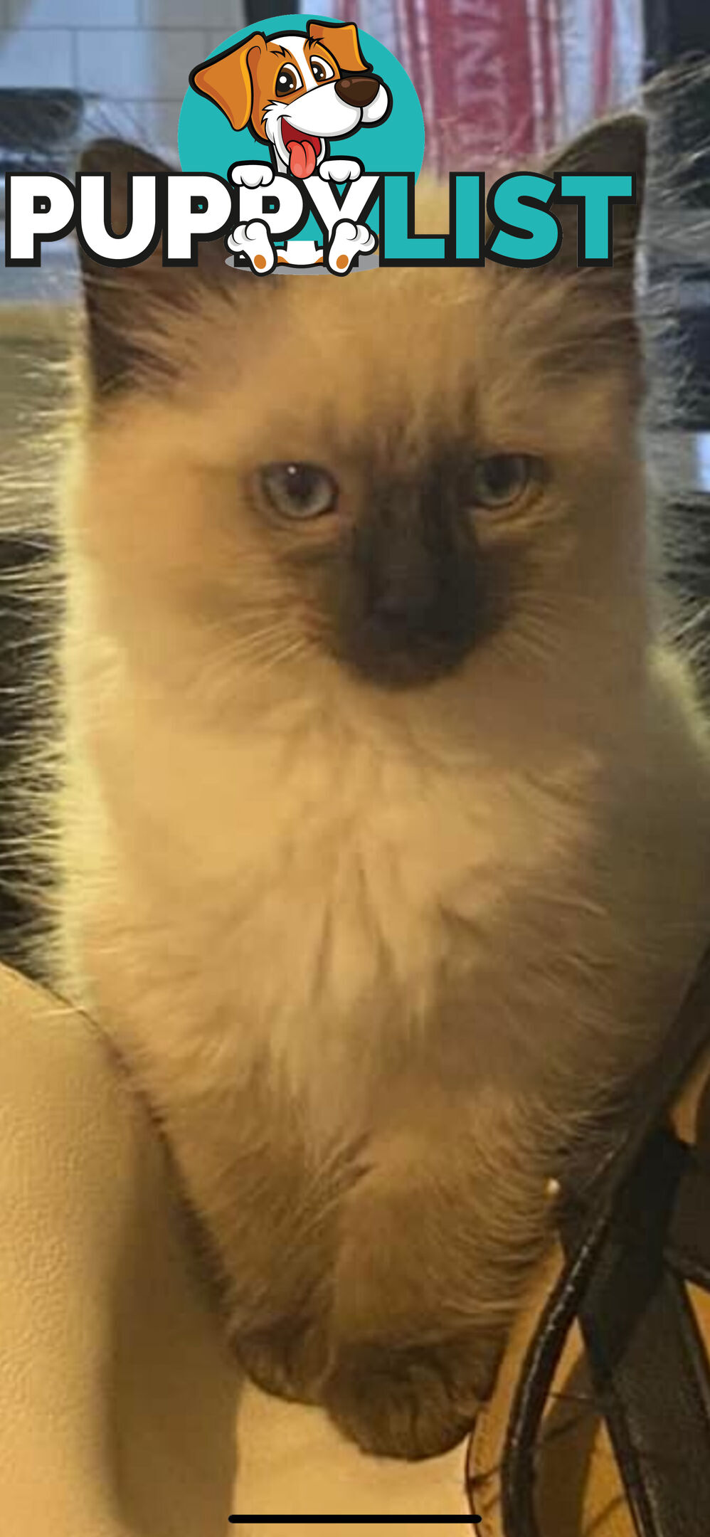 Ragdoll kittens (purebred)chocolate and bluepoint